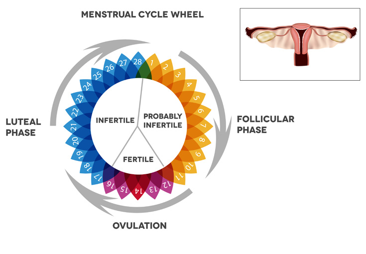 menstural cycle